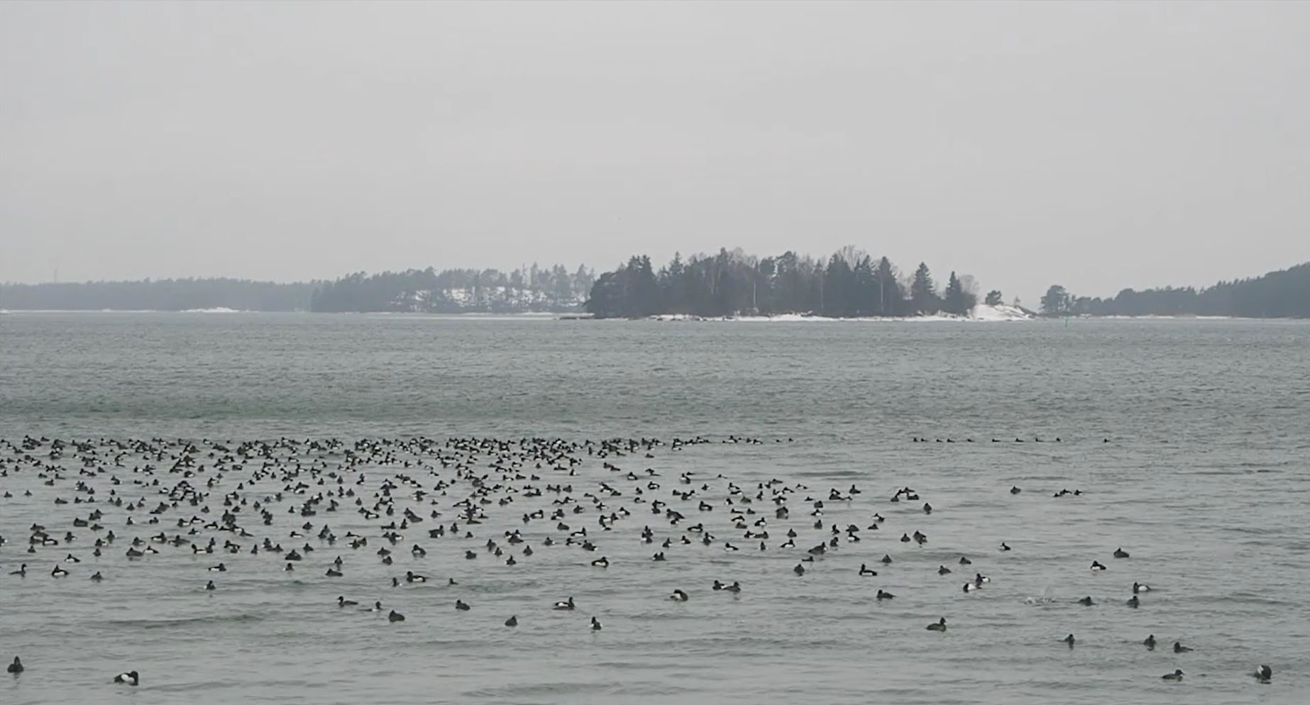 Sibylle Eimermacher, video